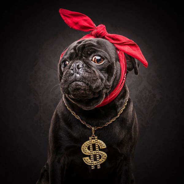 Pug Dressed in 80s and 90s Hip Hop Outfits