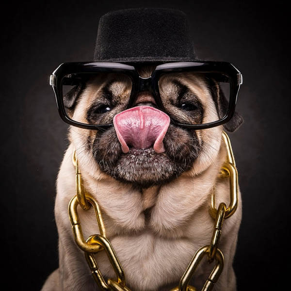 Pug Dressed in 80s and 90s Hip Hop Outfits