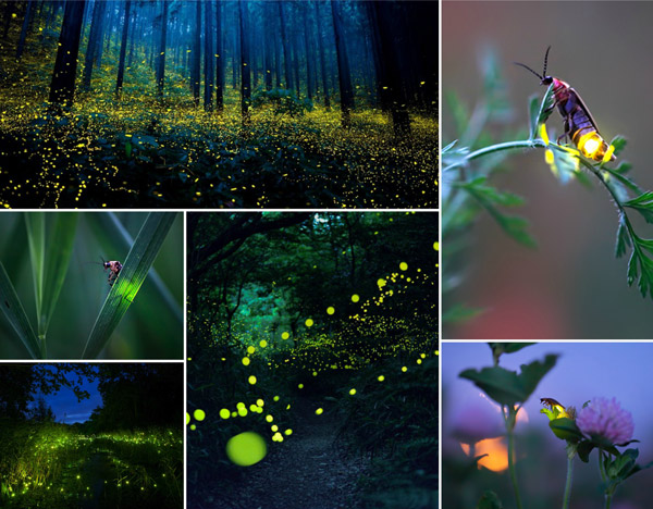 Magnificent Photos of Fireflies