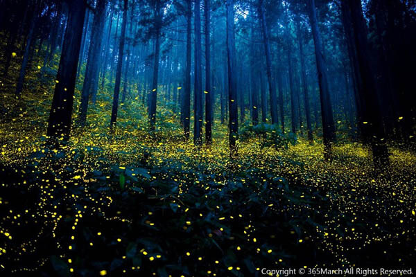 Magnificent Photos of Fireflies