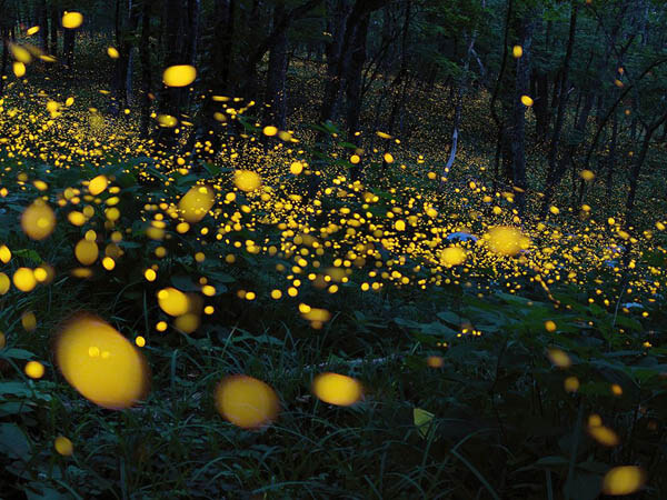 Magnificent Photos of Fireflies