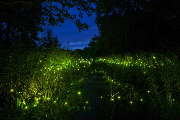 Magnificent Photos of Fireflies