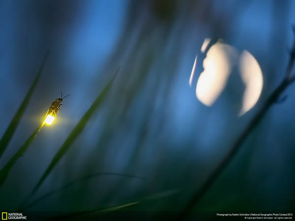 Magnificent Photos of Fireflies