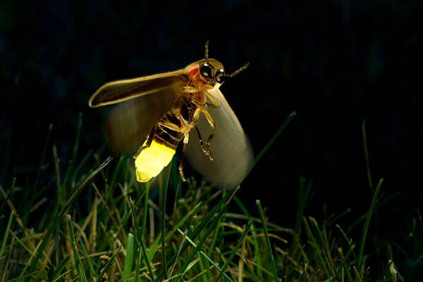 Magnificent Photos of Fireflies