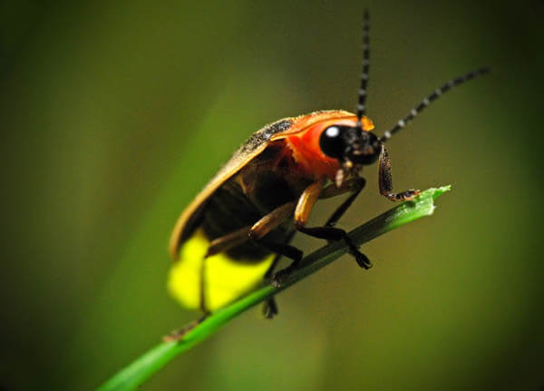 Magnificent Photos of Fireflies