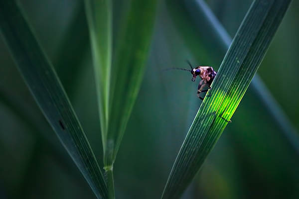 Magnificent Photos of Fireflies