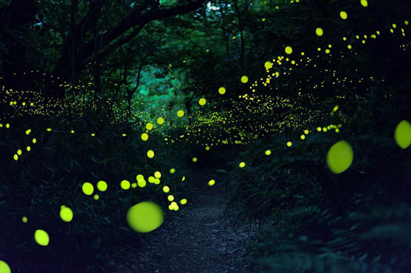 Magnificent Photos of Fireflies