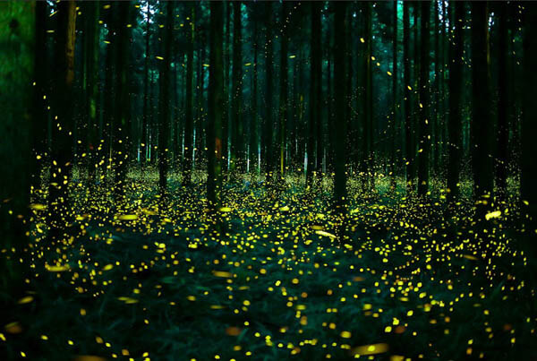 Magnificent Photos of Fireflies