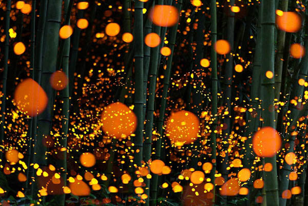 Magnificent Photos of Fireflies