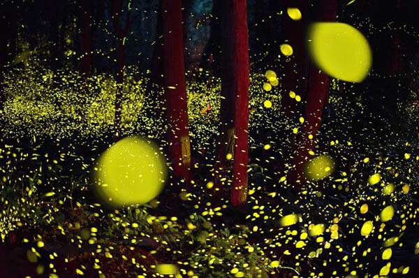 Magnificent Photos of Fireflies