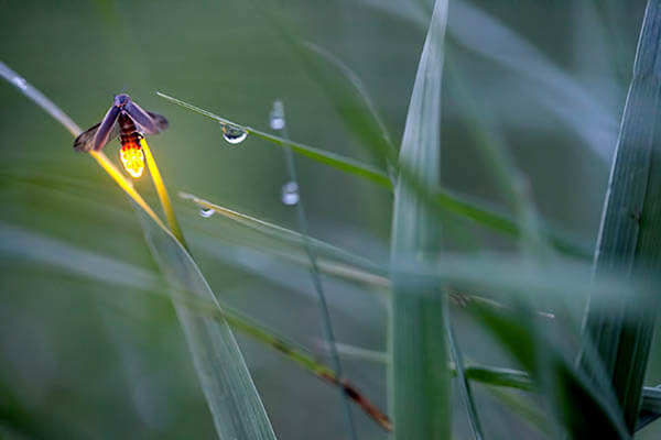 Magnificent Photos of Fireflies