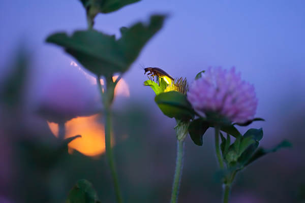 Magnificent Photos of Fireflies