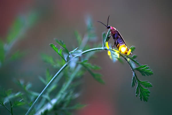 Magnificent Photos of Fireflies