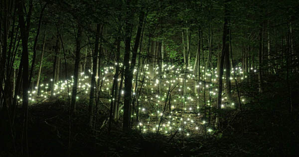 Magnificent Photos of Fireflies