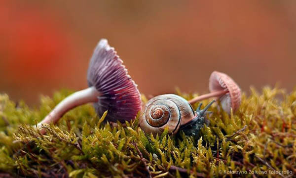 The Tiny World of Snails by Katarzyna Załużna