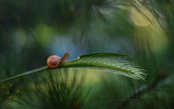 The Tiny World of Snails by Katarzyna Załużna