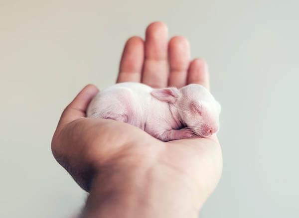 新生婴儿兔子的可爱照片