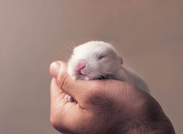 Adorable Photos of Newborn Baby Bunny