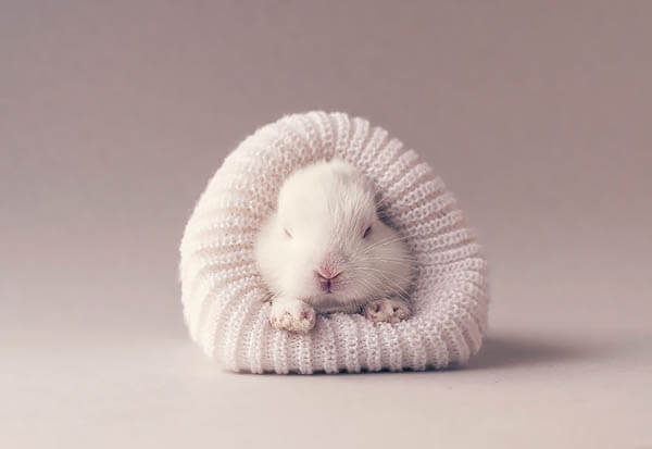 Adorable Photos of Newborn Baby Bunny