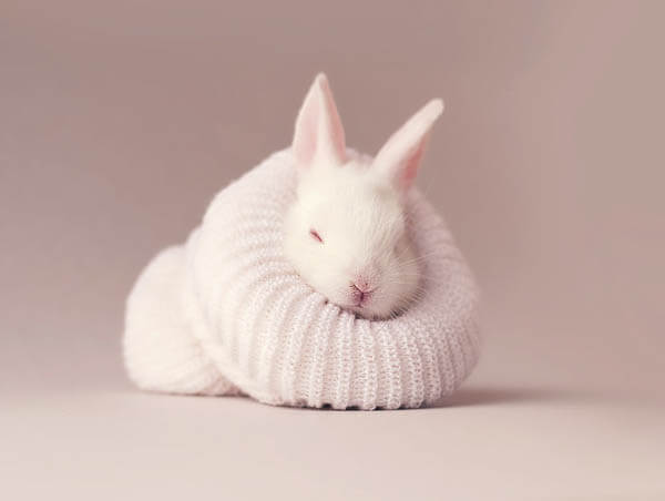 Adorable Photos of Newborn Baby Bunny