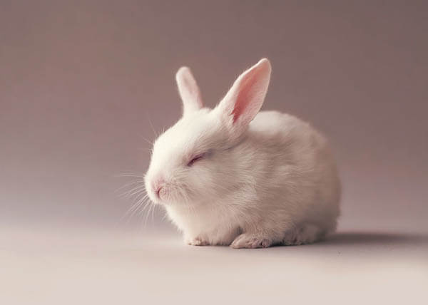 Adorable Photos of Newborn Baby Bunny