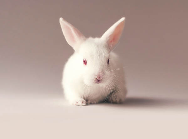 Adorable Photos of Newborn Baby Bunny