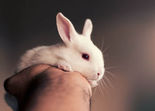 Adorable Photos of Newborn Baby Bunny