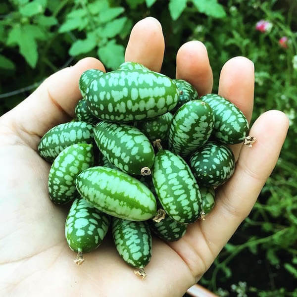 Cucamelon: a Grape Size Watermelon Looking Cucumber