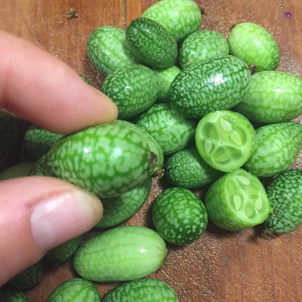 Cucamelon: a Grape Size Watermelon Looking Cucumber