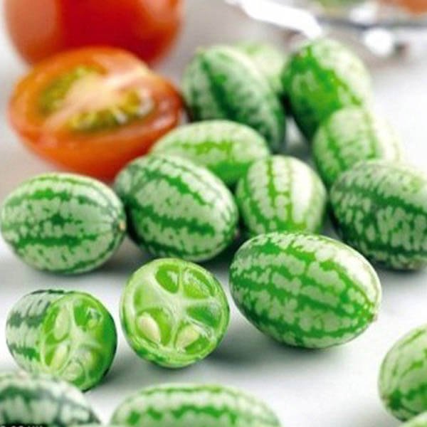 Cucamelon: a Grape Size Watermelon Looking Cucumber