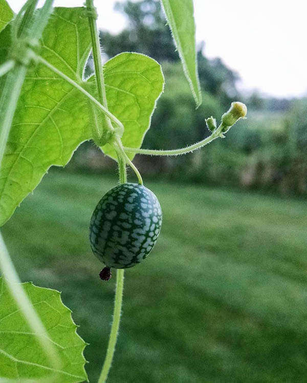 Cucamelon: a Grape Size Watermelon Looking Cucumber