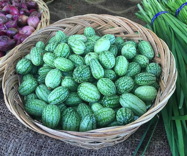 Cucamelon: a Grape Size Watermelon Looking Cucumber