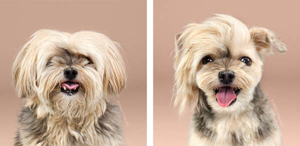 Before and After Photos of Dog's Makeover - Grooming