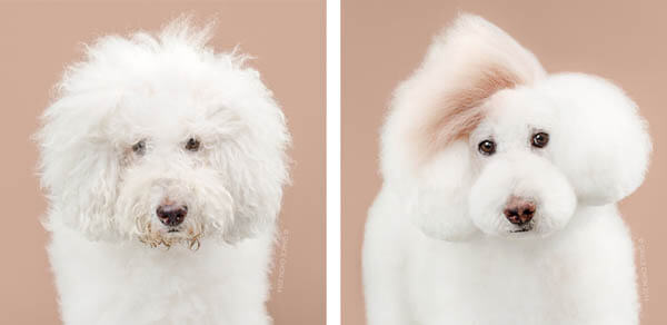 Before and After Photos of Dog's Makeover - Grooming