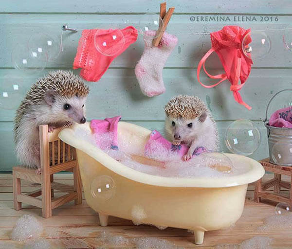 What a Casual Day of Hedgehog Looks Like?