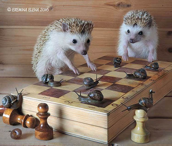 What a Casual Day of Hedgehog Looks Like?