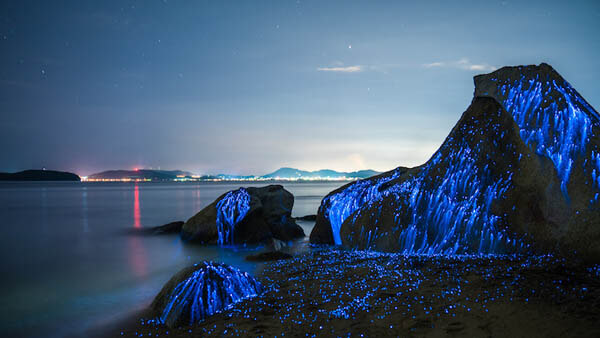 The Weeping Stones: A Stunning Photo Series of Sea Fireflies by Tdub Photo