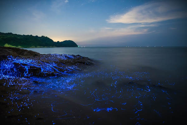 The Weeping Stones: A Stunning Photo Series of Sea Fireflies by Tdub Photo