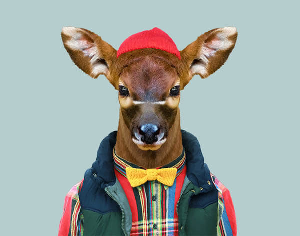 Cute Images of Animal Babies Photoshoped on Well Dressed Human Body