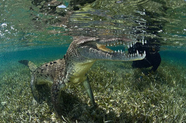 Life Risking Photography of Ten-Foot-Long American Crocodile