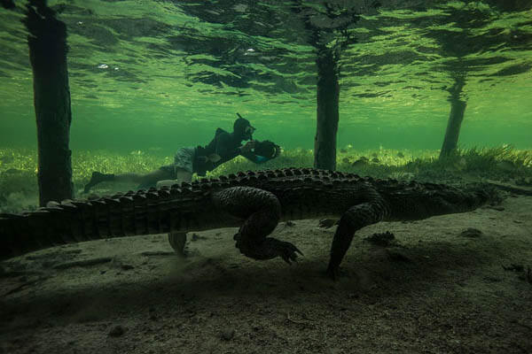 Life Risking Photography of Ten-Foot-Long American Crocodile