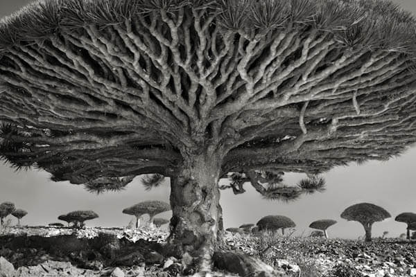 Portraits of Time: Breathtaking Photograph of the World’s Most Majestic Ancient Trees