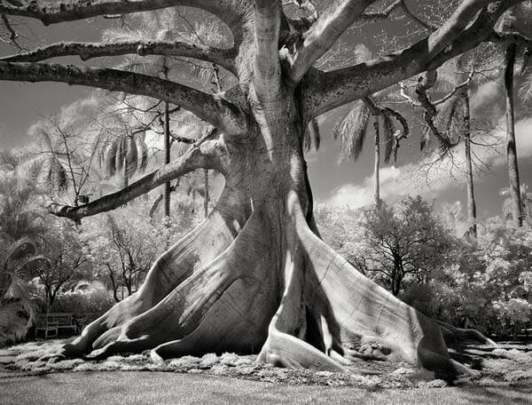 Portraits of Time: Breathtaking Photograph of the World’s Most Majestic Ancient Trees