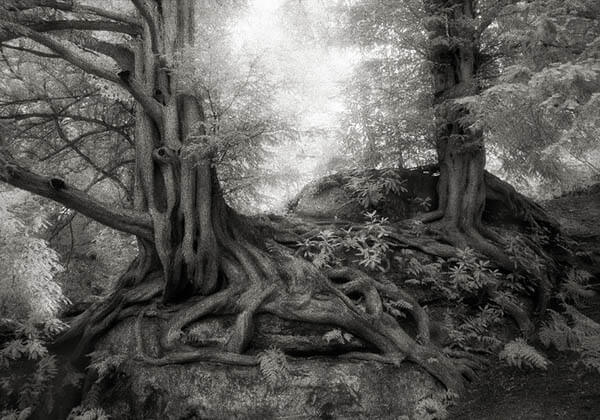 Portraits of Time: Breathtaking Photograph of the World’s Most Majestic Ancient Trees