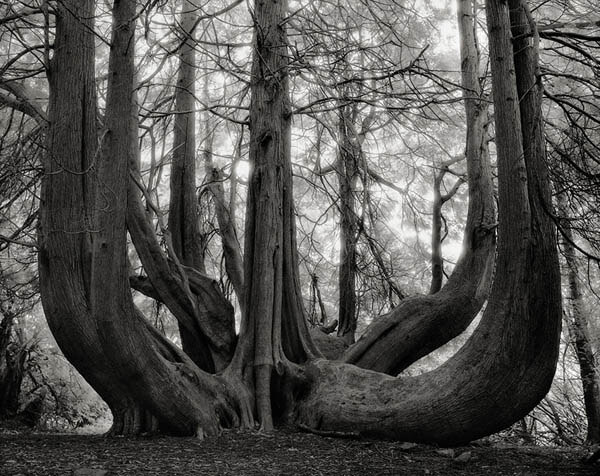 Portraits of Time: Breathtaking Photograph of the World’s Most Majestic Ancient Trees