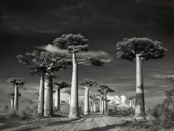 Portraits of Time: Breathtaking Photograph of the World’s Most Majestic Ancient Trees