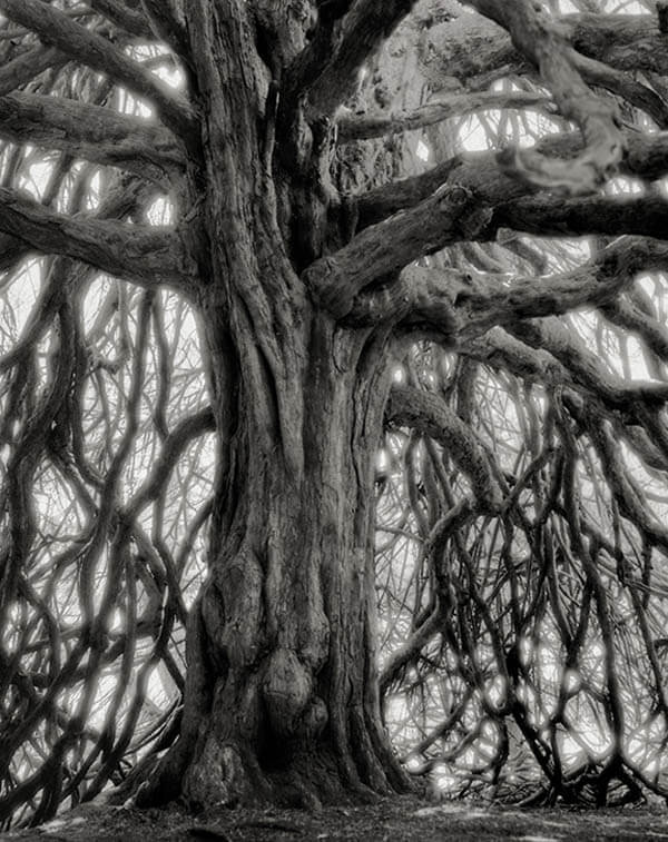 Portraits of Time: Breathtaking Photograph of the World’s Most Majestic Ancient Trees