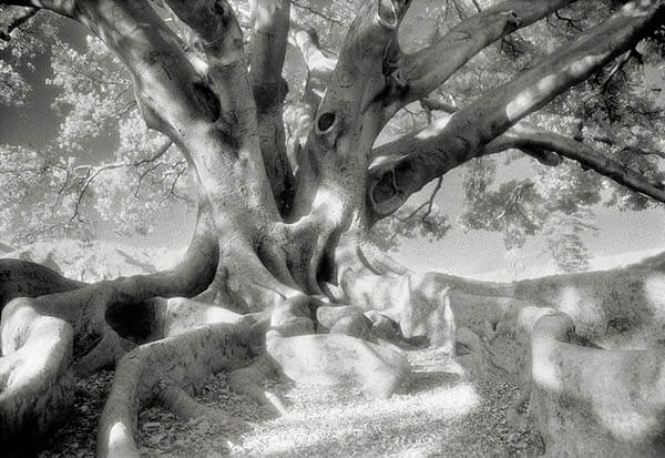 Portraits of Time: Breathtaking Photograph of the World’s Most Majestic Ancient Trees