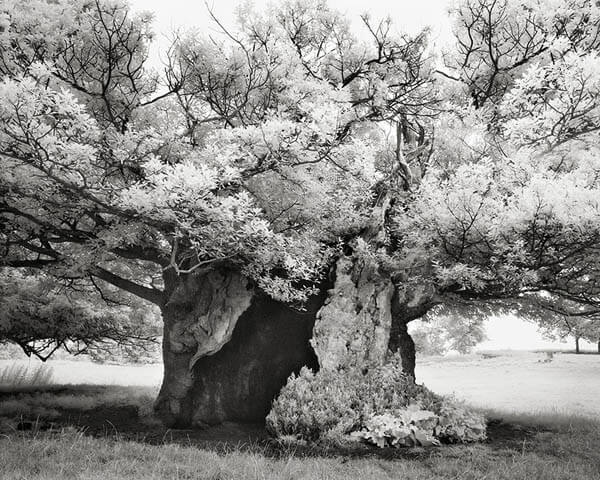 Portraits of Time: Breathtaking Photograph of the World’s Most Majestic Ancient Trees