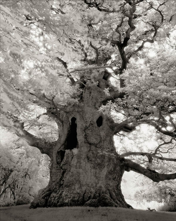 Portraits of Time: Breathtaking Photograph of the World’s Most Majestic Ancient Trees